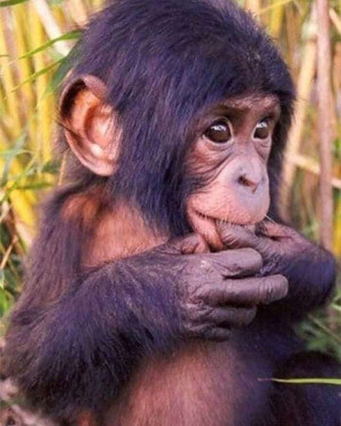 маленькая шимпанзе