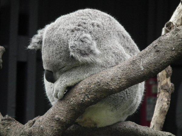 толстая коала