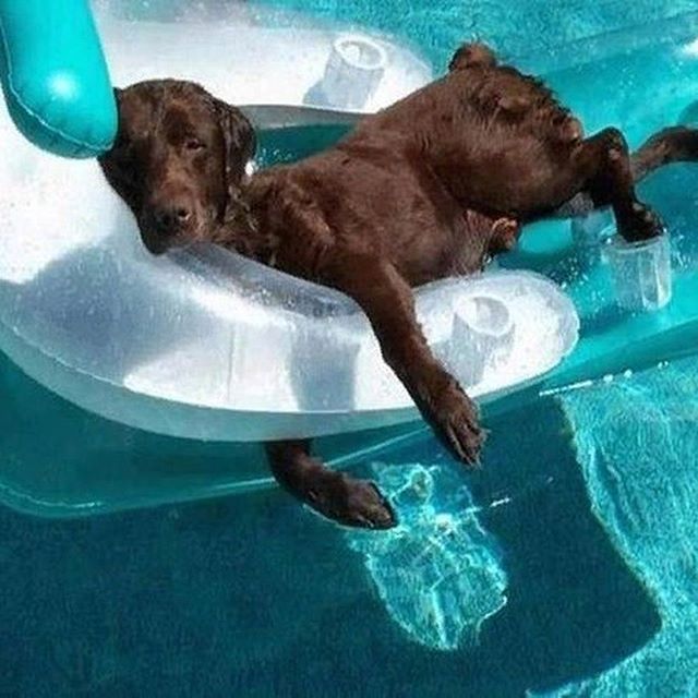 пес в бассейне