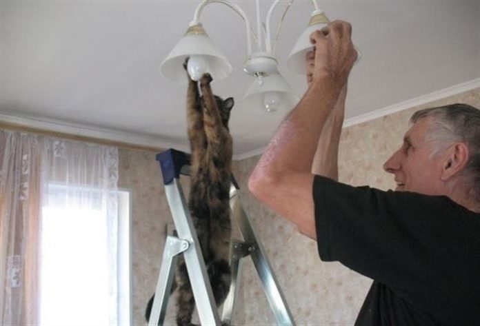 кошка помогает хозяину