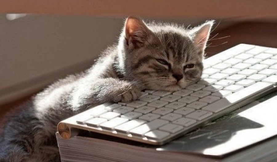 котенок и ноутбук