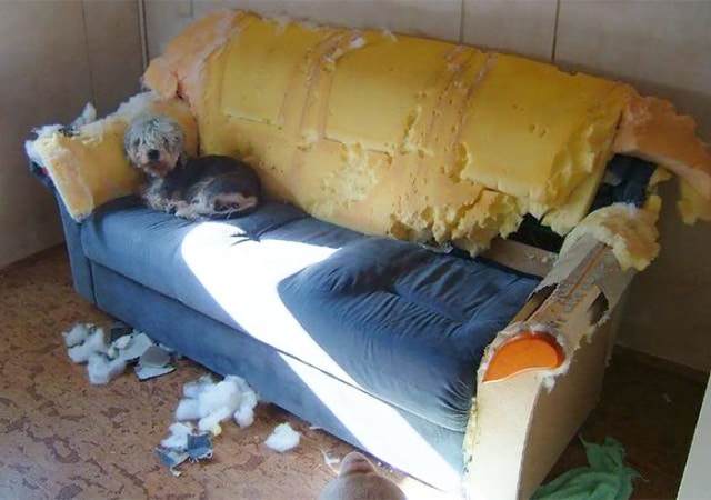 пес на испорченном диване