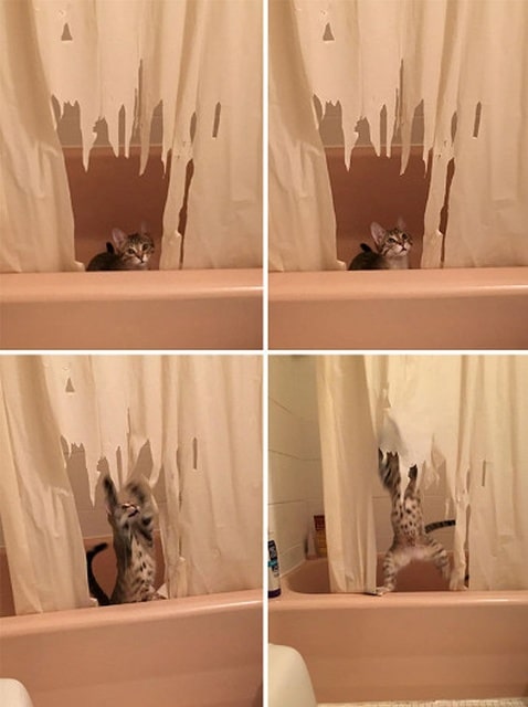 кот в ванной комнате