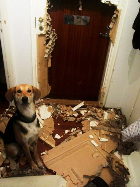 собака и сломанная дверь