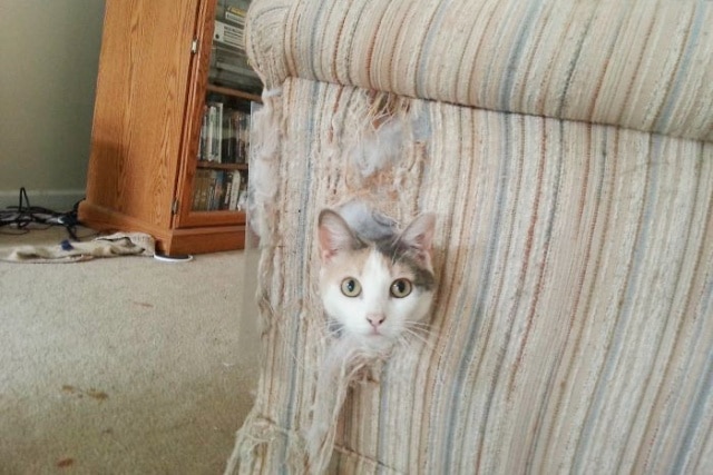 кот в диване
