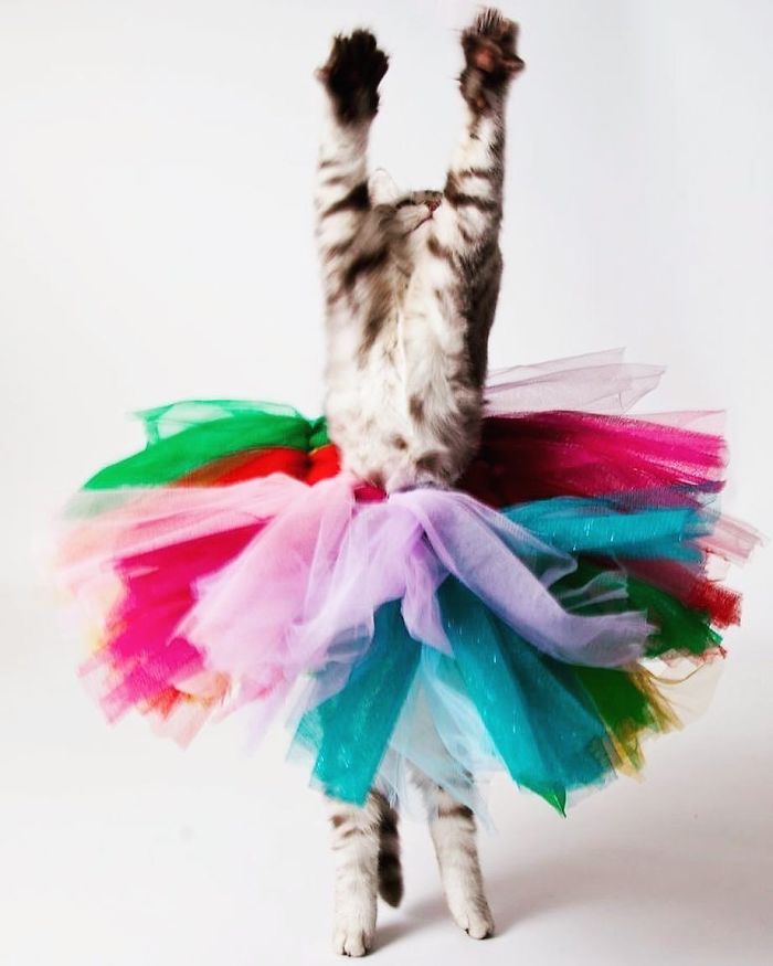 кошка в разноцветной юбке