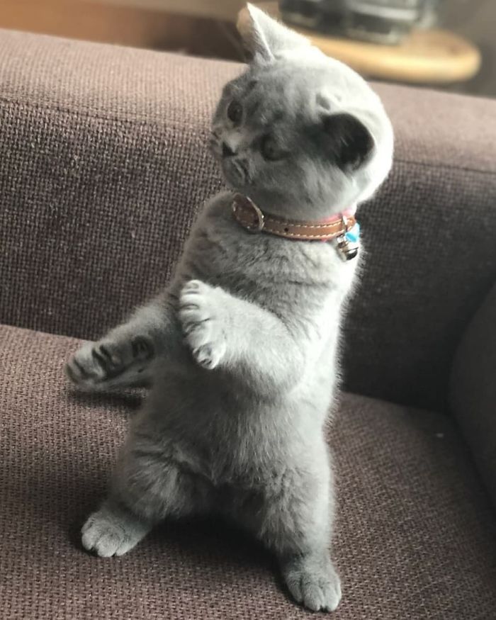 серый котенок на диване