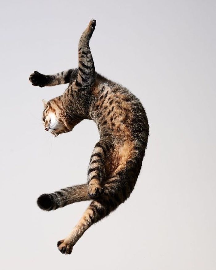 полосатый кот в прыжке