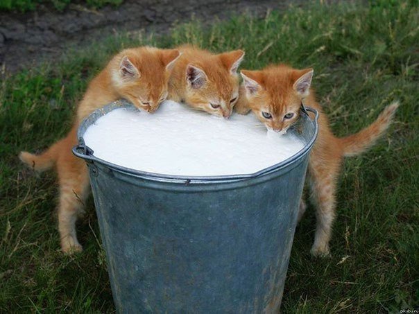 рыжие котята пьют молоко из ведра