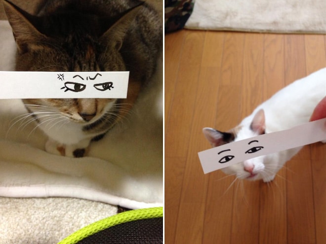коты с нарисованными глазами