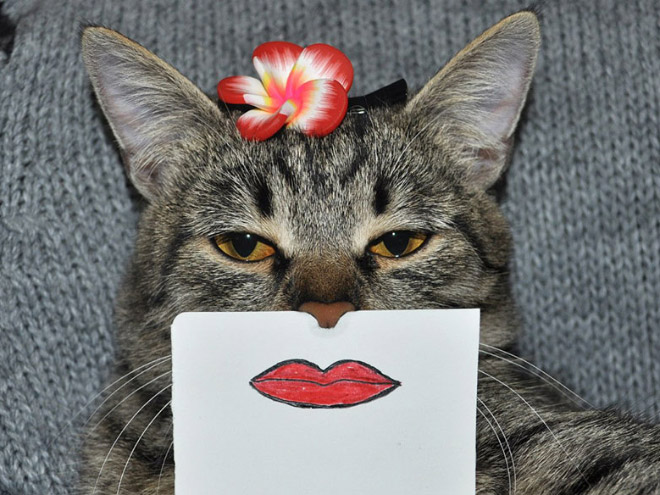 полосатый кот с нарисованными губами