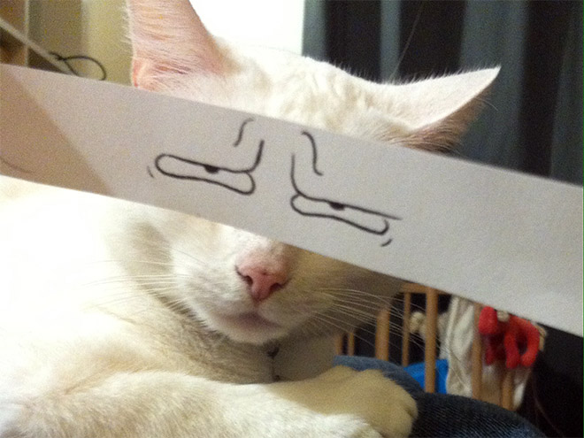 белый кот с нарисованными глазами