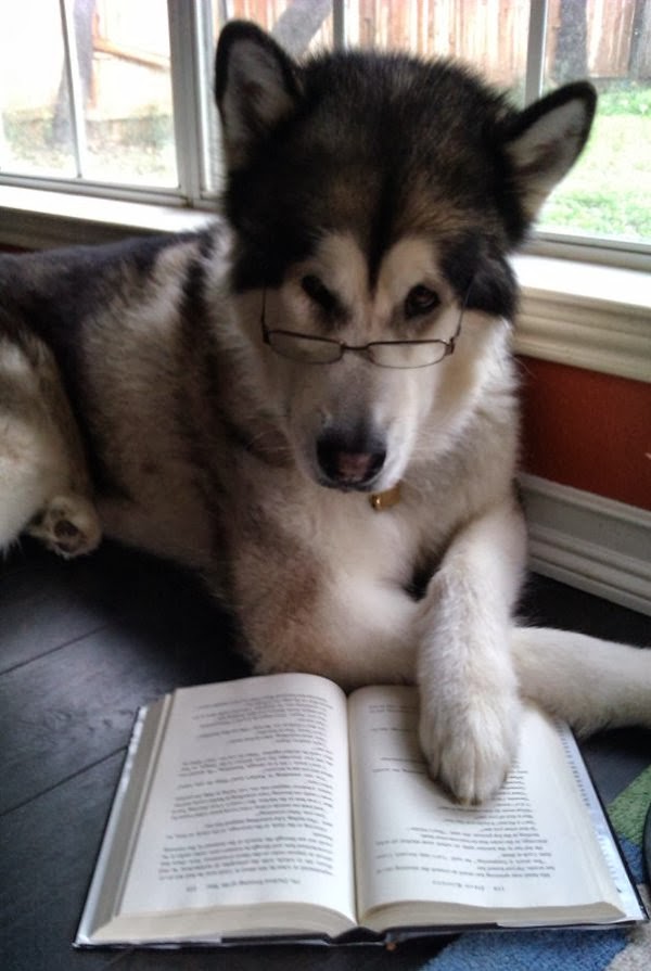 пес читает книгу