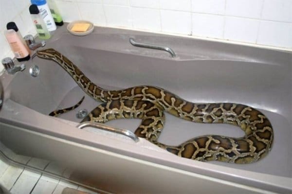 змея в ванне