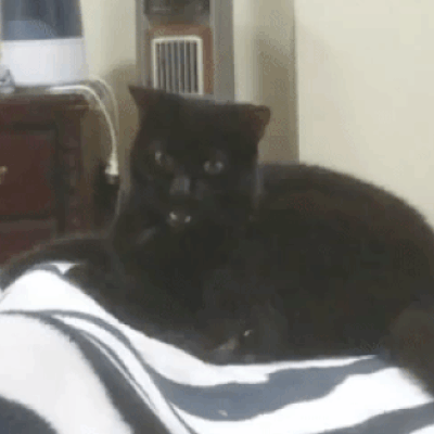черный кот кусает за ногу