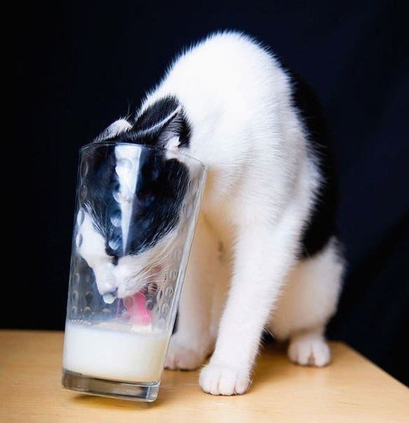 черно-белый кот пьет молоко из стакана