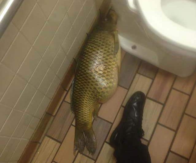 большая рыба