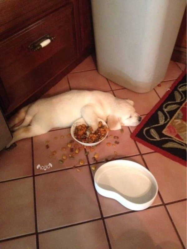 собака спит возле миски с едой
