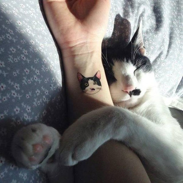 кот спит в обнимку с рукой