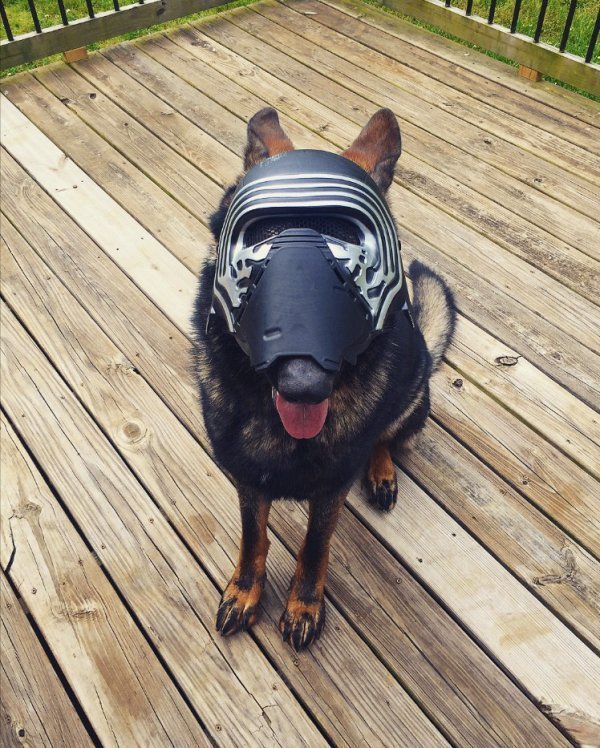 собака в маске