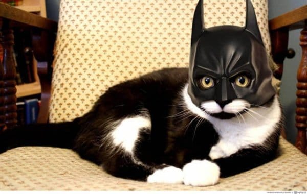 черно-белый кот в маске бэтмена