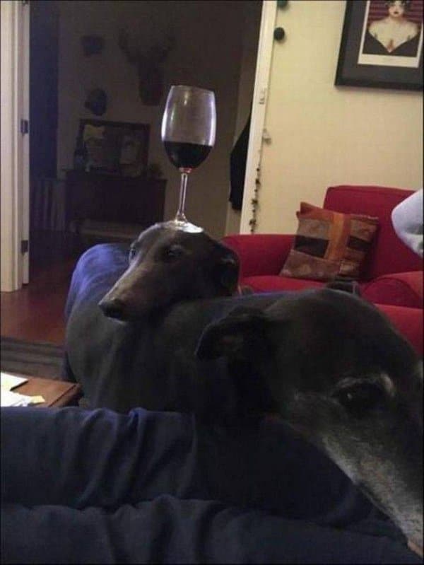 собака с бокалом вина на голове