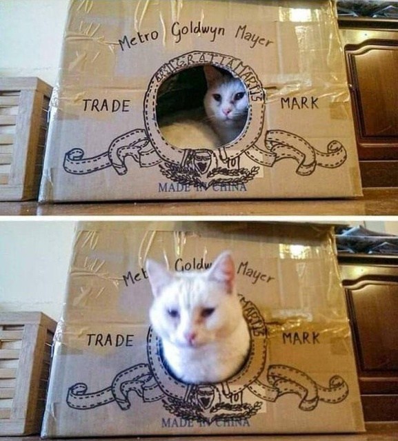 белый кот в коробке