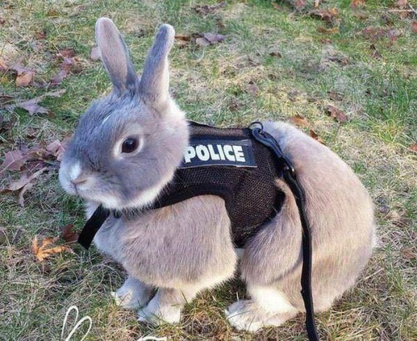 кролик в жилете полицейского