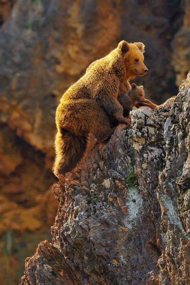 медведица с медвежонком