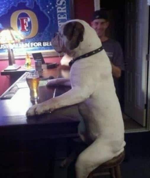 пес в баре