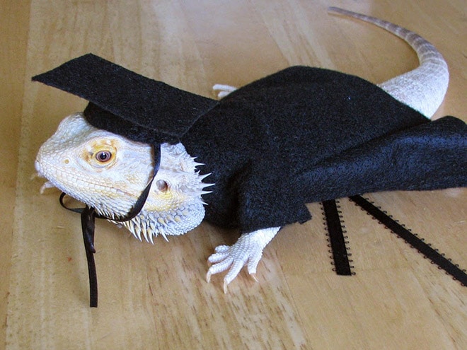 ящерица в костюме выпускника