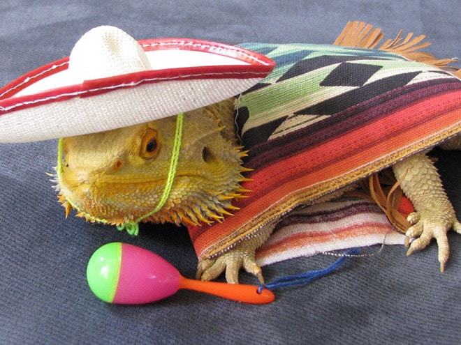 ящерица в костюме мексиканца