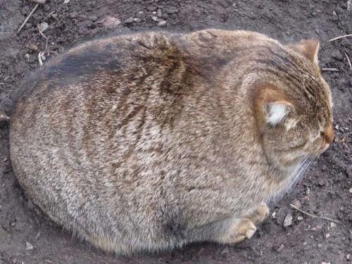 кот-толстяк