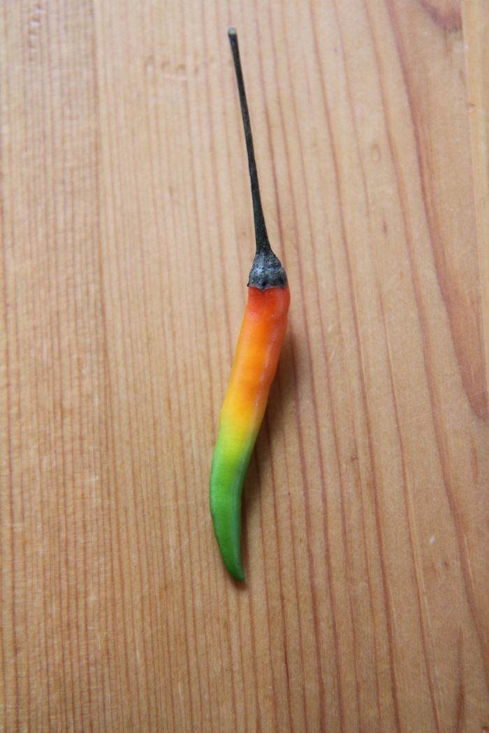 разноцветный перец