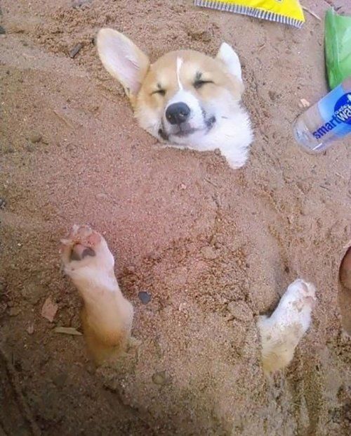собака в песочнице