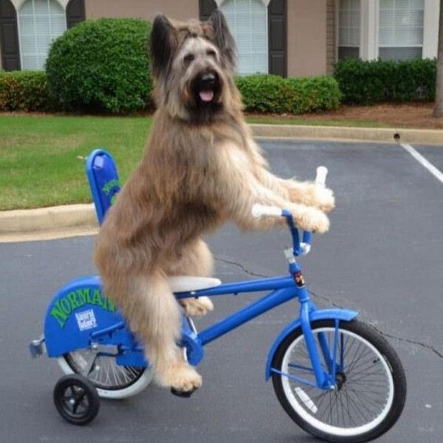 пес на велосипеде