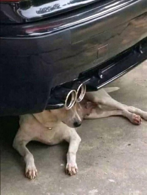 пес лежит под машиной