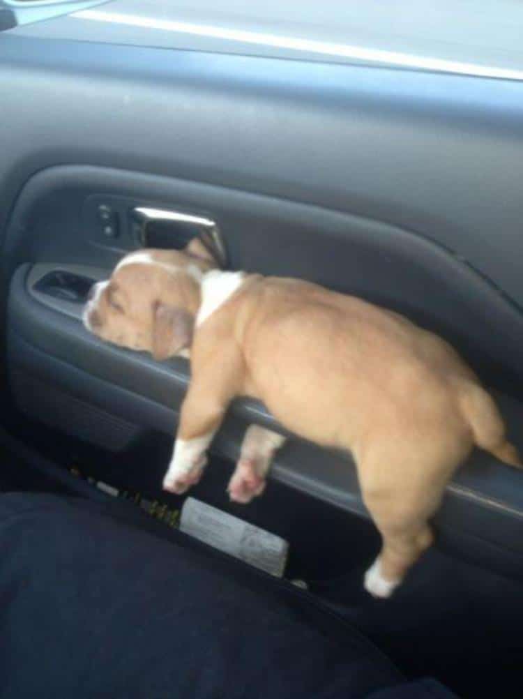 щенок уснул в машине