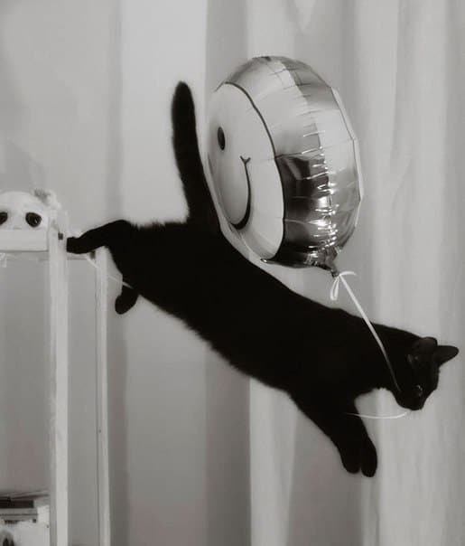 черный кот с воздушным шаром
