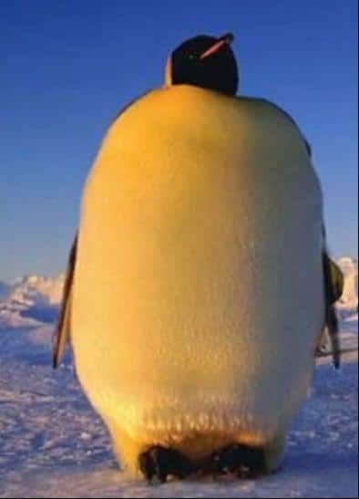 толстый пингвин