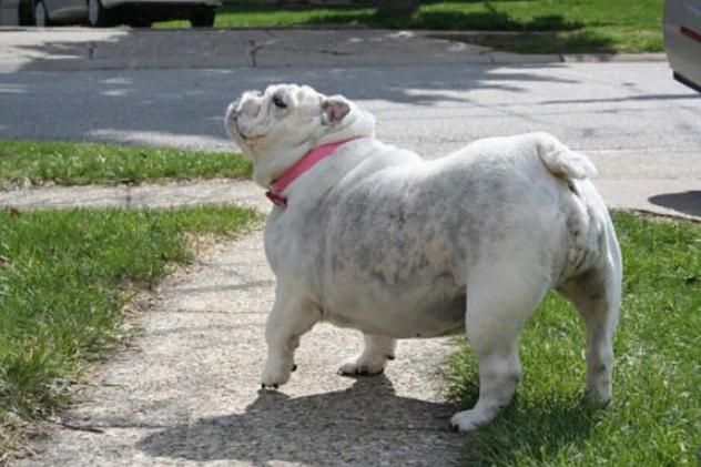 толстый пес