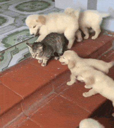 щенки атакуют кота