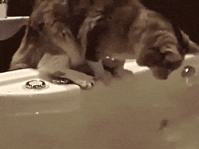 кот падает в ванну с водой