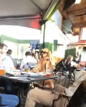 собака в солнцезащитных очках