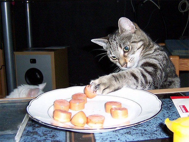 полосатый кот ворует сосиску с тарелки