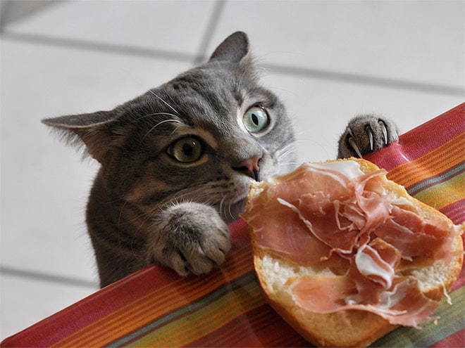 кот и бутерброд