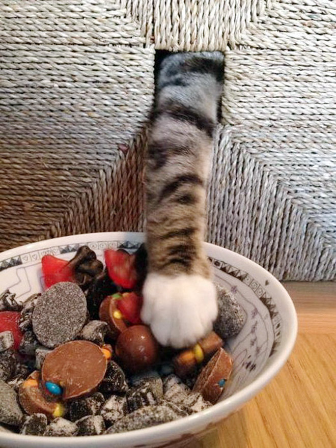 кошачья лапа в тарелке с конфетами
