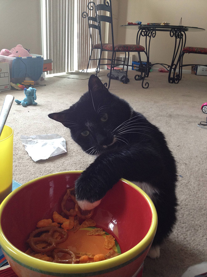черная кошка ворует печенье из миски