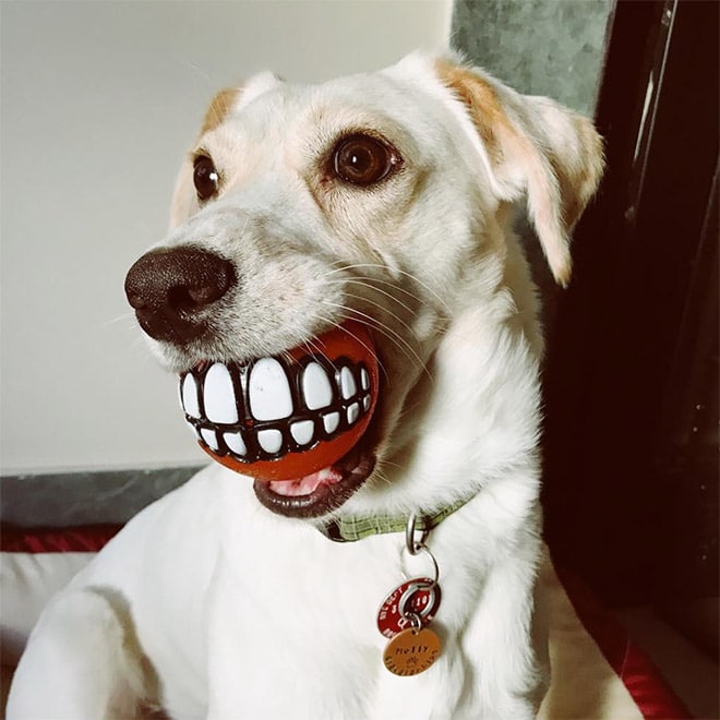 белая собака с мячом