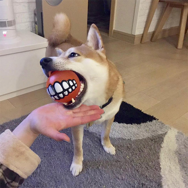 пес с мячом в зубах